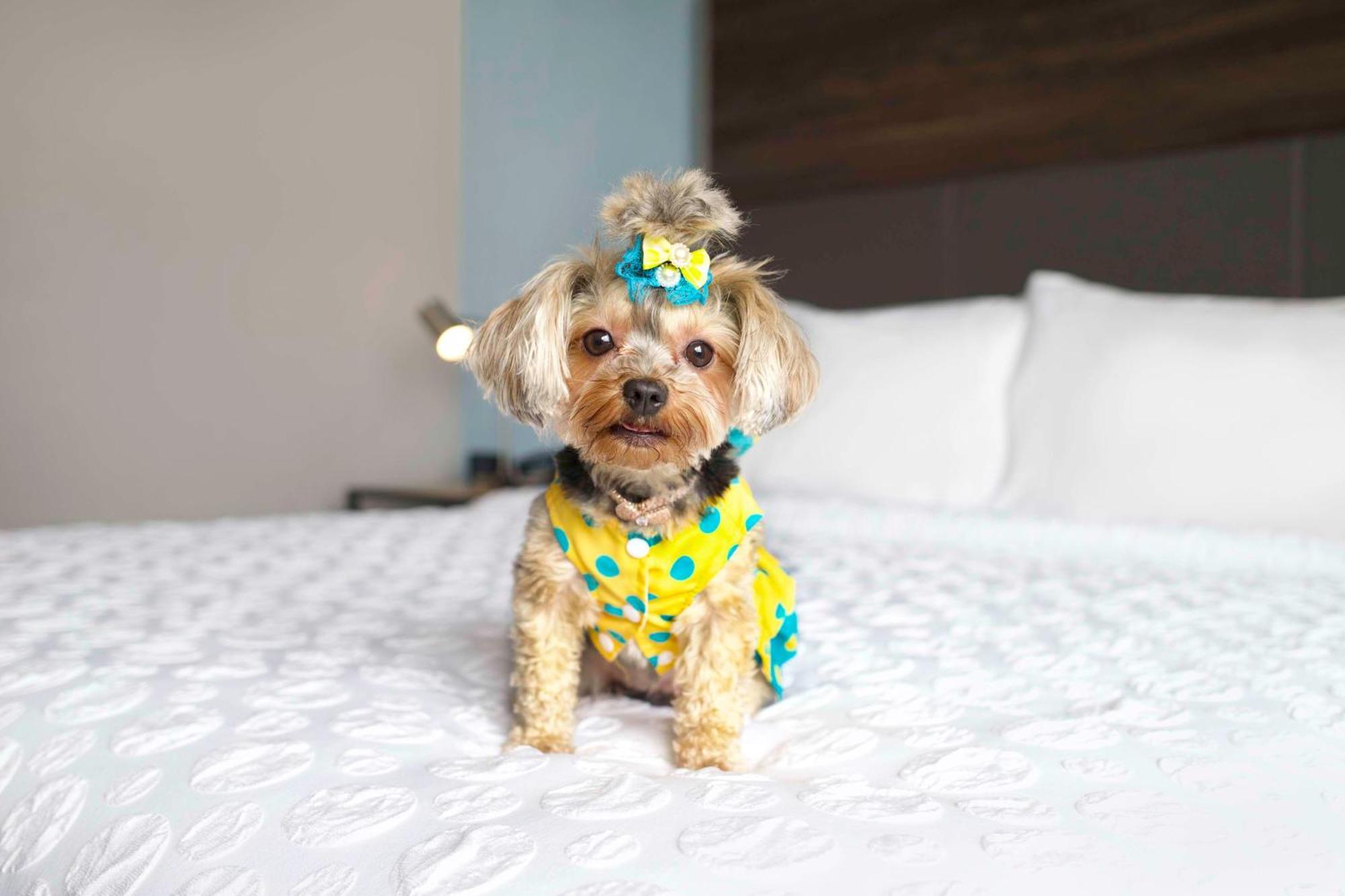 Tru By Hilton Toronto Airport West Hotel มิสซิสซอกา ภายนอก รูปภาพ